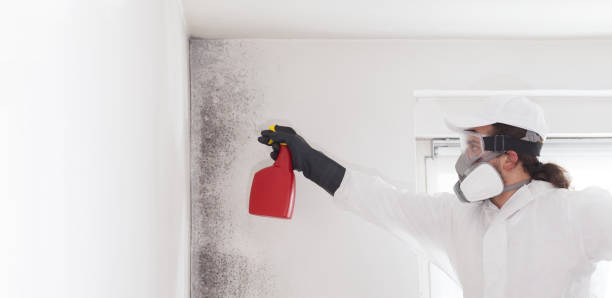 Best Home Mold Removal  in Ferndale, CA