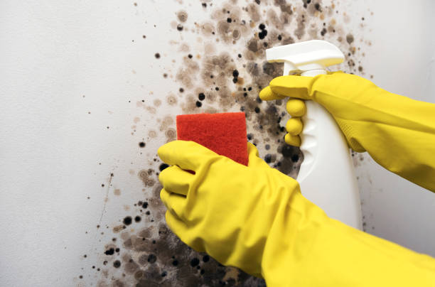 Best Mold Removal Company Near Me  in Ferndale, CA
