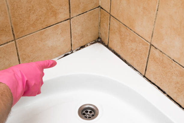 Best Mold Testing  in Ferndale, CA